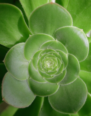 Aeonium canariense