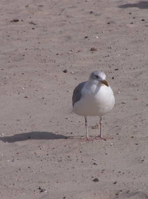 Möwe an der Ostsee