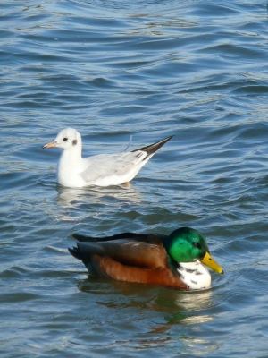 Ente und Möwe