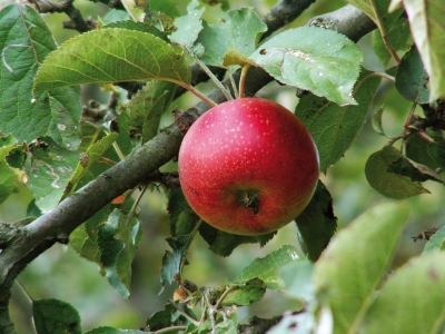 Roter Apfel im Baum