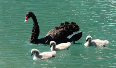 Familie Trauer-Schwan