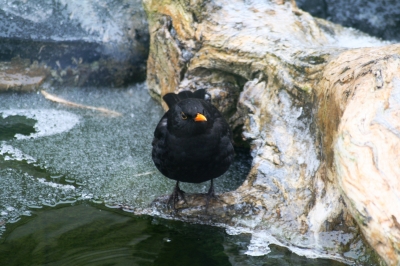 Amsel beim Wassertrinken