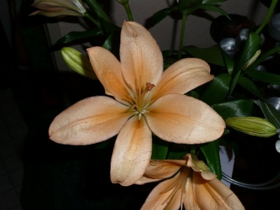 Lilien-Blüte 1