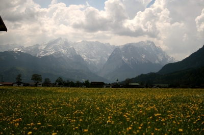 Gelbe Wiese vor Zugspitze und Alpspitze