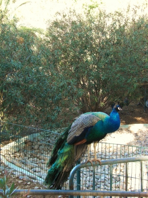 Im Tierpark in Agadir / 1