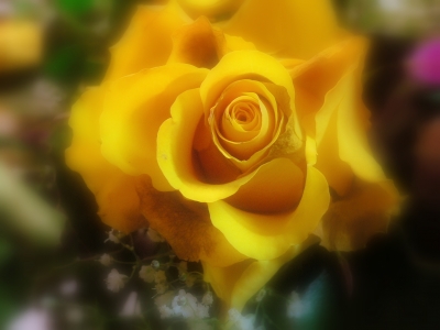 Und ne gelbe Rose