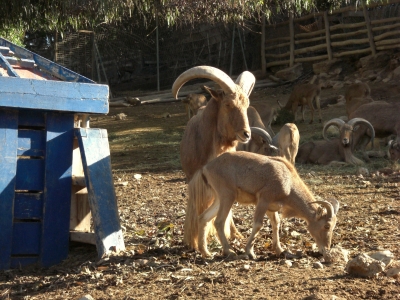 Im Tierpark in Agadir / 5