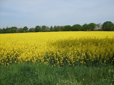 Rapsfeld in voller Pracht