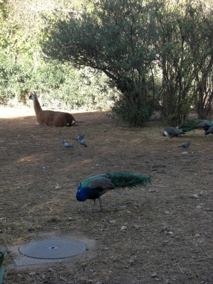 Im Tierpark in Agadir / 11