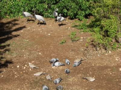 Im Tierpark in Agadir / 12