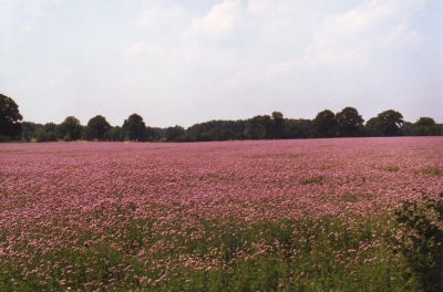 lavendel