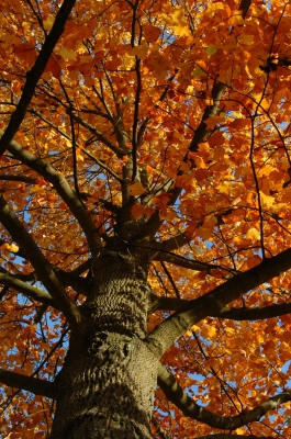 Herbstzauber