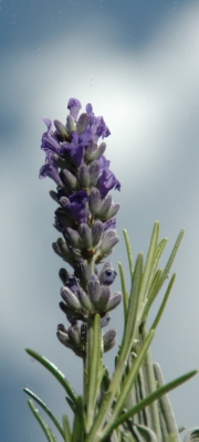 Lavendel05