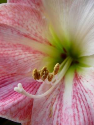 Blüte Amaryllis