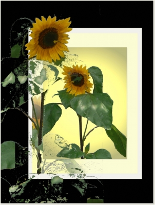 Sonnenblumen (1)