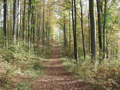 waldweg