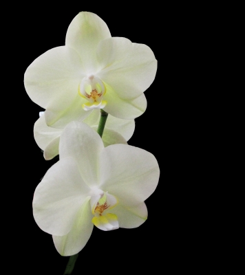 Faszination Orchideen