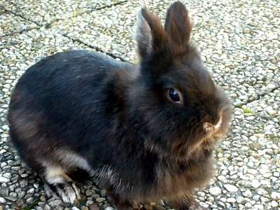 Schwarzes Löwenkopfkaninchen - Bounty