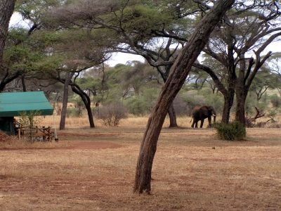 Ein Elefant läuft an unserem Zelt vorbei (Bild 1)