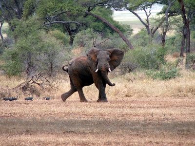 Der Elefant hat mich bemerkt (Bild 2)
