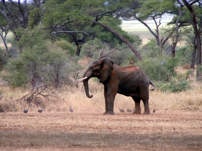 Der junge Elefant wartet auf Verstärkung (Bild 3)