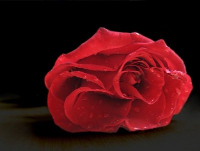 liegende Rose