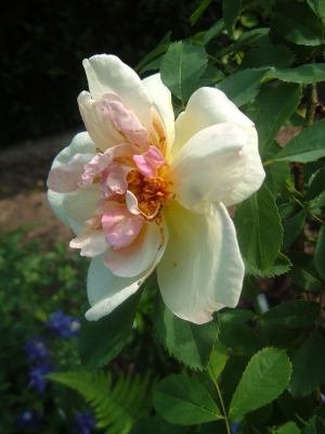 Rose Frühlingsgold