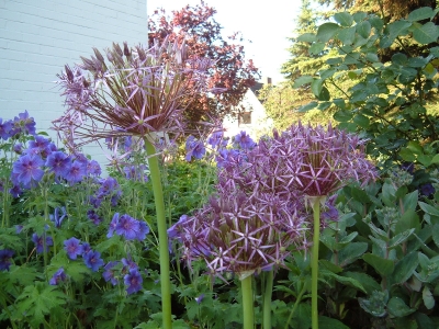 Allium mit Geranium