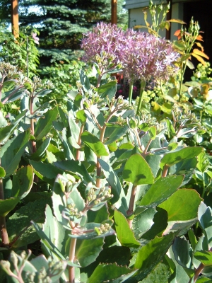 Allium mit Fetthenne