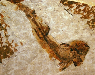 Fossiles Fischlein