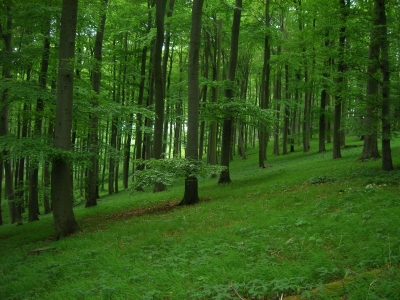 Wald