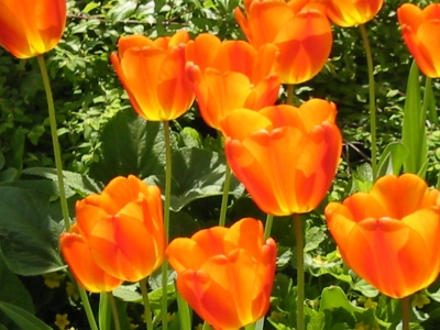 Tulpen