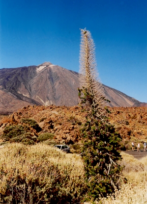 Im Teide-Krater