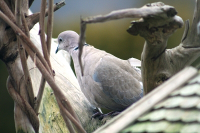 Besuch am Vogelhaus