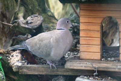 Besuch am Vogelhaus