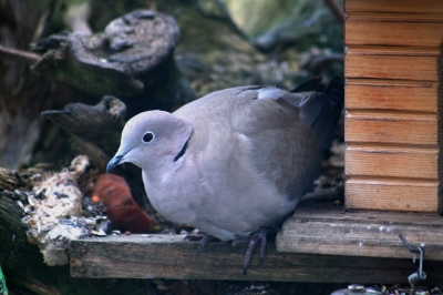 Besuch am Vogelhaus