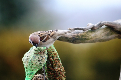 Wintervogelwelt