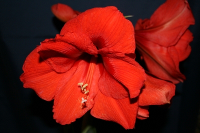 Amaryllis