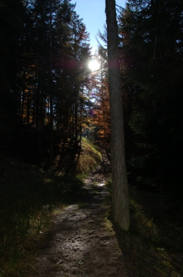Waldweg mit Sonne 1