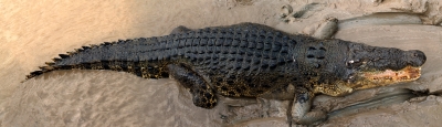 Leistenkrokodil (Crocodylus porosus), auch Salzwasserkrokodil