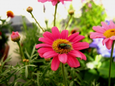 Pinke Blume mit Fliege