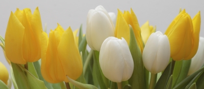 Tulpen gelb weiss