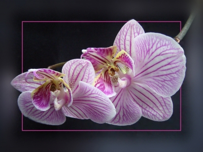 lila Orchidee