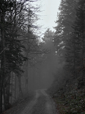 Morgennebel im Schwarzwald