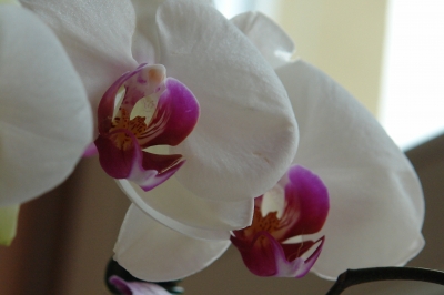 Diese Orchidee möchte ich meinen lieben Pixelfreundin Joujou ...