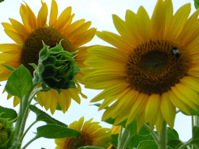 Sonnenblumen_