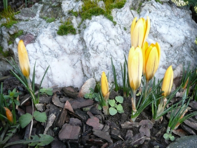 Krokusse vor einem Stein