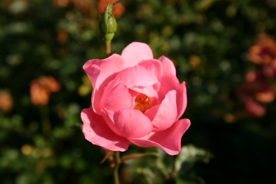 Rosa Rosenblüte