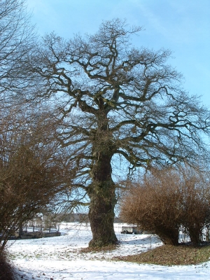 Alte Eiche im Februar