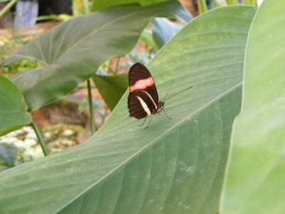 Schmetterling 2